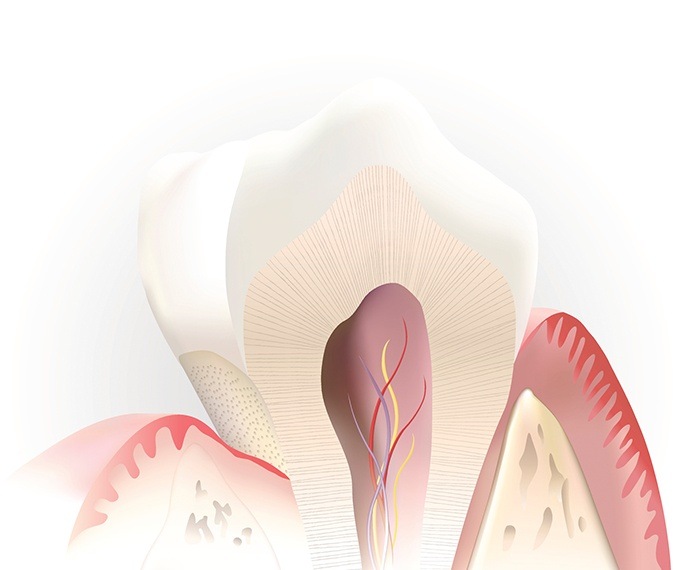 Animed inside of healthy tooth before pulp therapy